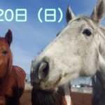 【誰でも参加OK】馬カフェー2022年11月
