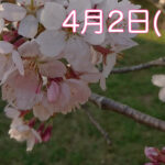 【誰でも参加OK】おさんぽ外乗＠佐倉お花見スポット–2023年4月