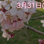【誰でも参加OK】お花見外乗＠高滝湖畔–２０２４年３月